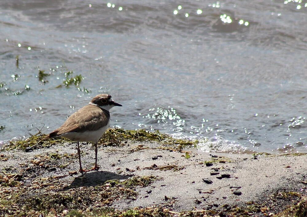 Кулик на море. Береговых птиц. Прибрежные птицы фото с названиями. Береговых птиц. Королевская крачка.