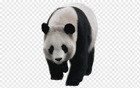 White panda