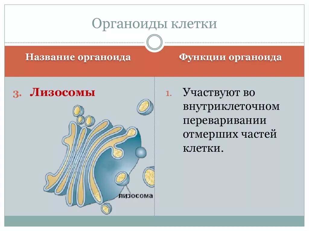 Мембраны одномембранные. Одномембранные органоиды растений. функции одномембранных органоидов. органоиды клетки. одномембранные органоиды животной клетки.