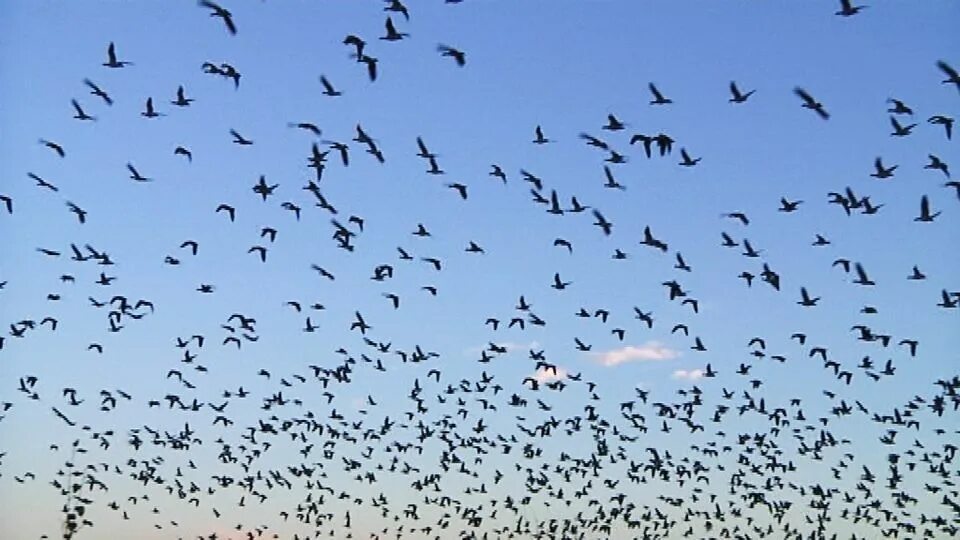 Встречаем стаи птиц. Куршская коса миграция птиц. стая ласточек. птицы в небе. много птиц.