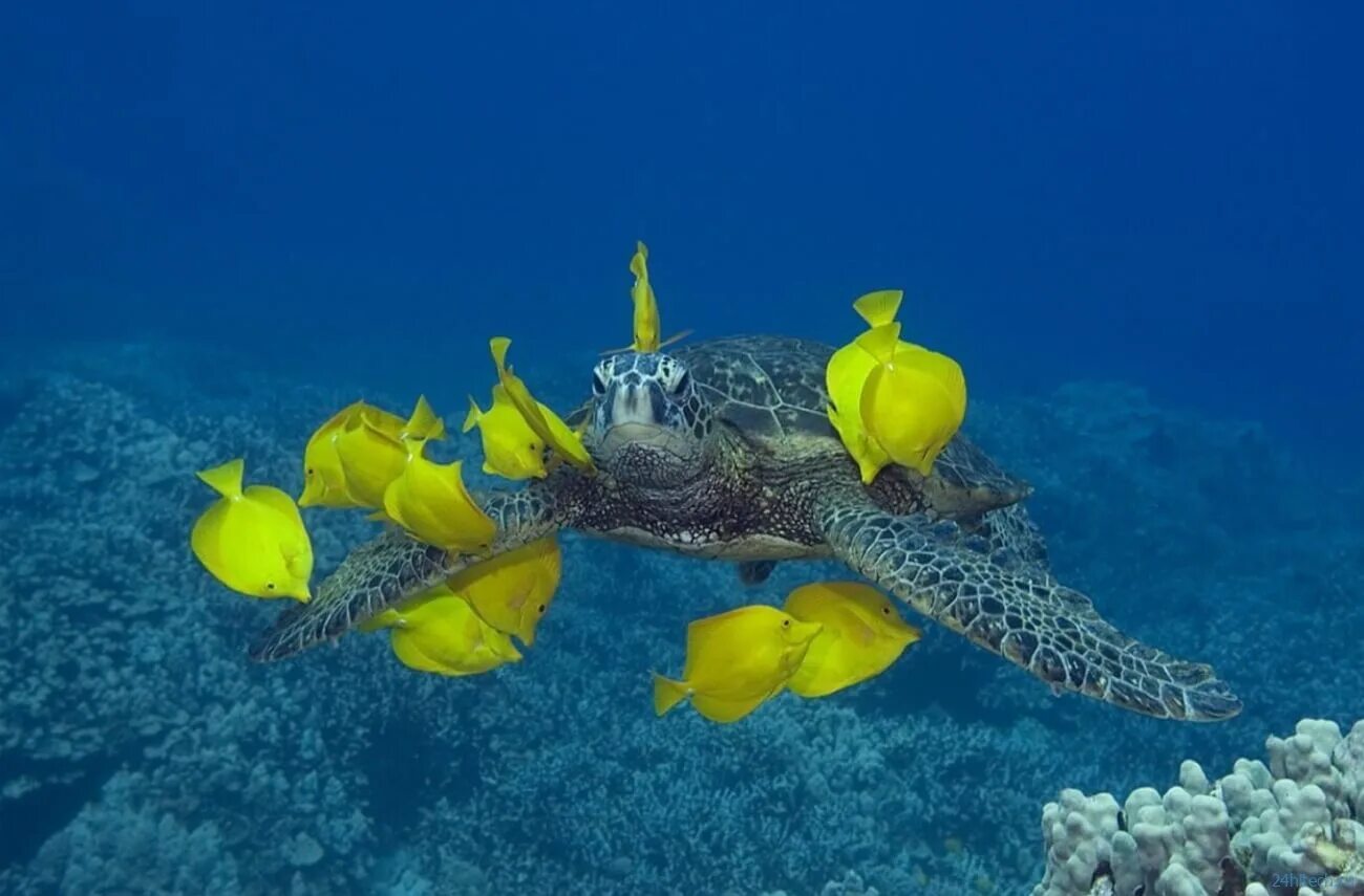 Карибское море обитатели. Карибское море подводный мир. Жители океана. Подводные обитатели океана.