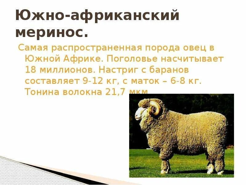 Овца шерсть 35 кг. Овцы породы меринос. Мериносы порода овец характеристика. Фроловская порода овец. Самая распространенная порода овец.