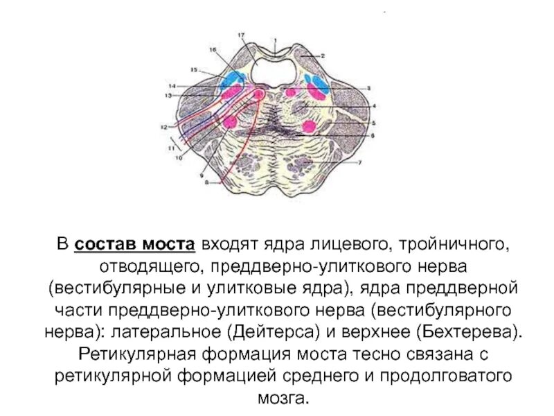 Ядра моста мозга. Ядро Дейтерса продолговатого мозга. Ядра отводящего лицевого и преддверно улиткового нервов. Ядро Бехтерева и Дейтерса. Ядра ретикулярной формации моста.