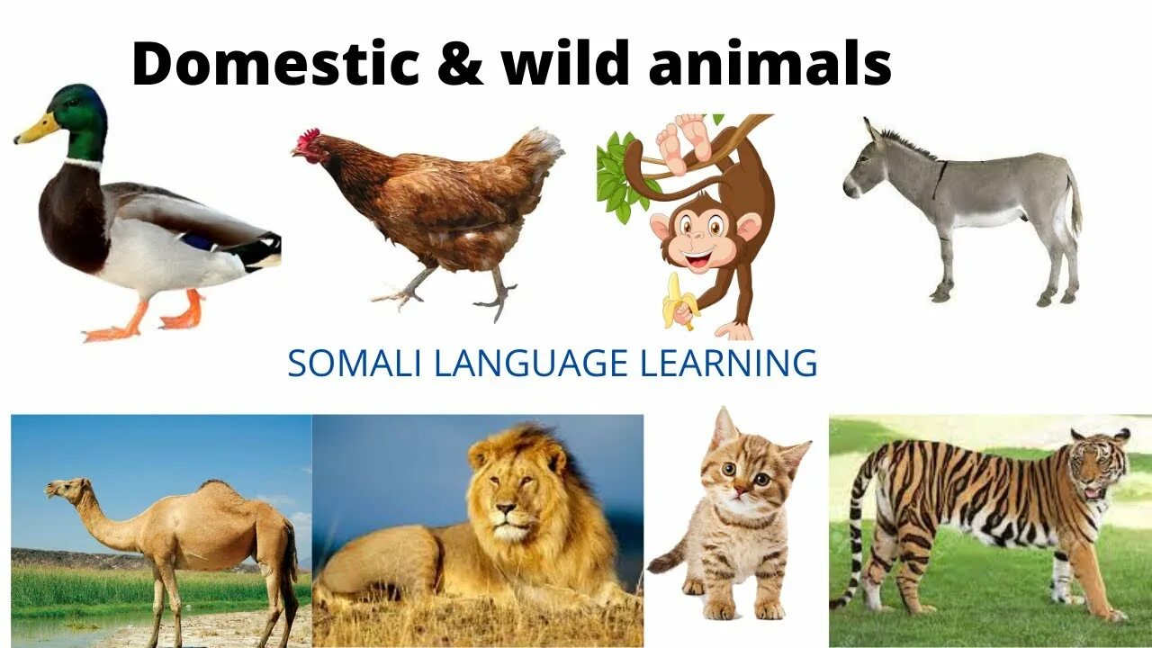 Игры на domestic animals. Wild animals for kids. Wild animals список. Domestic and wild animals for kids. Wild animals and domestic animals.