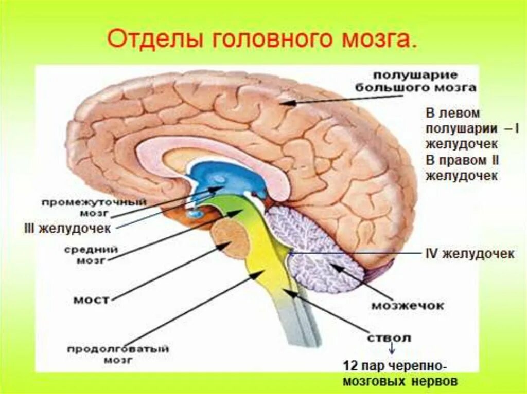 Строение головного мозга отделы головного мозга. Отделы головного мозга человека схема. Структуры головного мозга биология 8 класс. Отделы головного мозга рисунок.