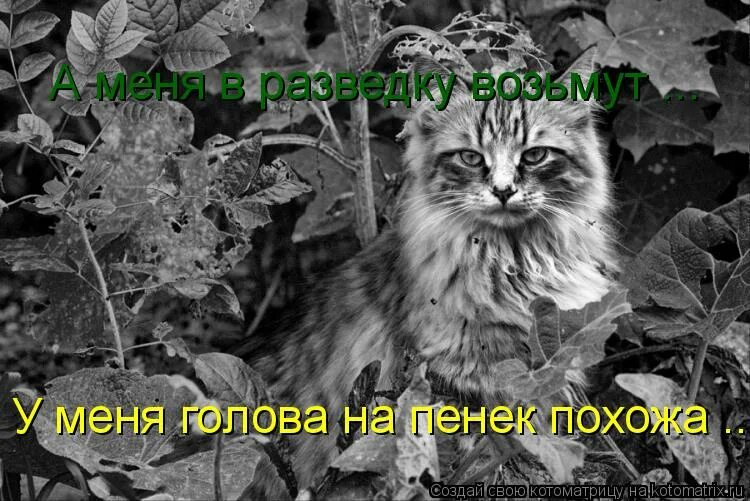 Советские диверсанты в тылу врага. Военный связист. Зеленые береты вв мвд рф. Советская разведка плакаты. Терентьев из штрафников в разведку.
