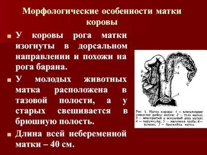 Свойства матки