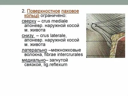 Поверхностное паховое