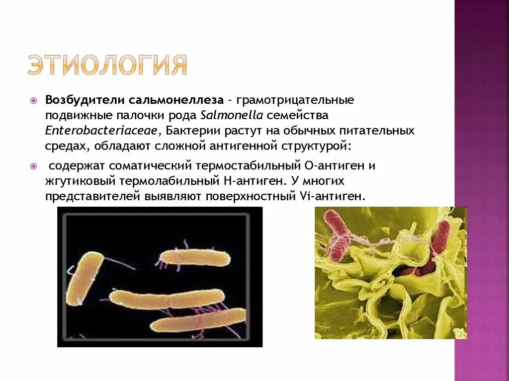 Сальмонеллез микробиология кратко. Возбудители сальмонеллы презентация. Сальмонеллез этиология. Сальмонеллы микробиология презентация. Как передается сальмонеллез от человека к человеку