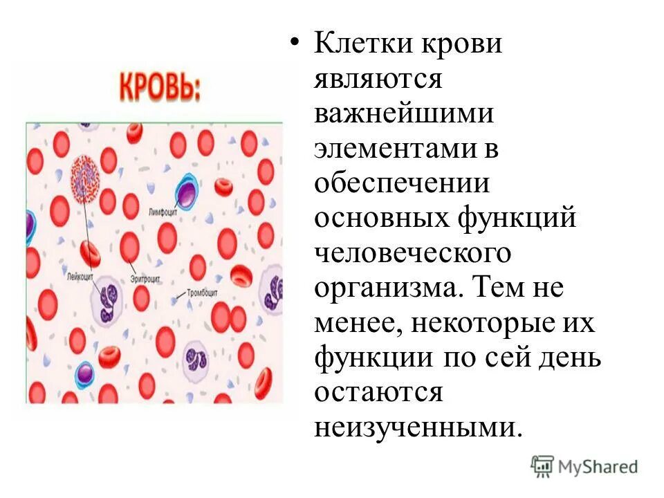 Какие клетки выполняют кровеносную функцию. Кровь строение и функции клеток крови. строение клеток крови рисунок. клетки крови их строение и функции. клетки крови человека схема.