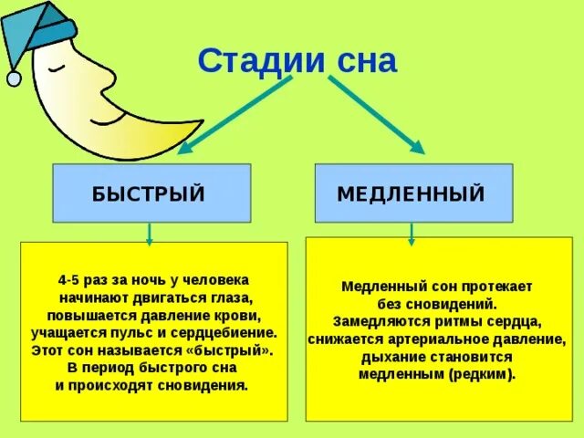 Сон человека медленный и быстрый