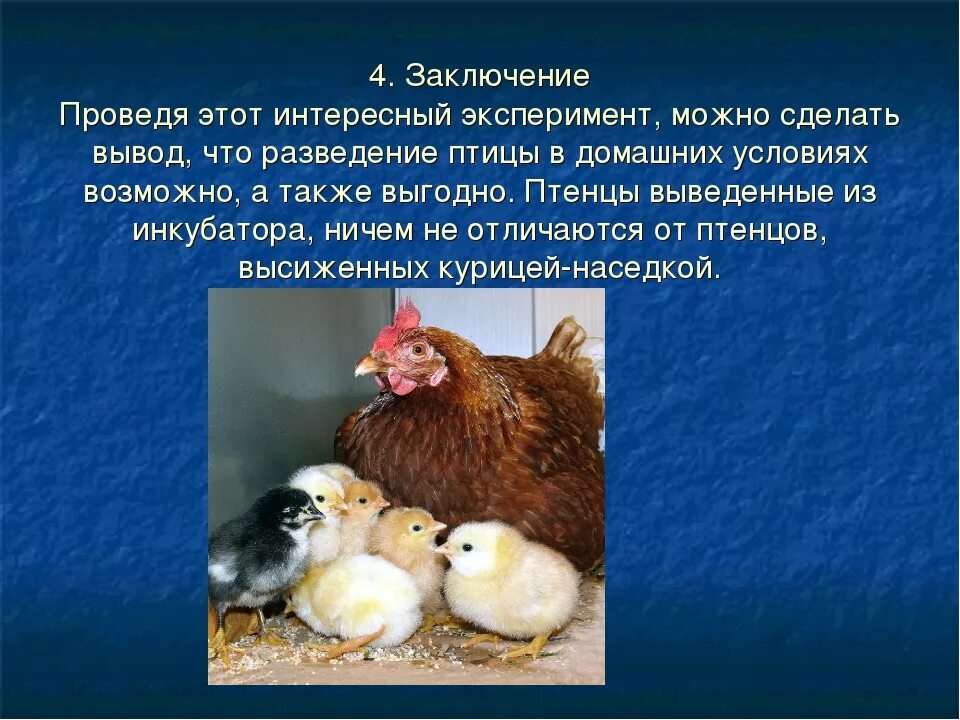 Проект домашние птицы. Доклад про курицу. Птицеводство презентация. Проект на тему выведения цыплят.