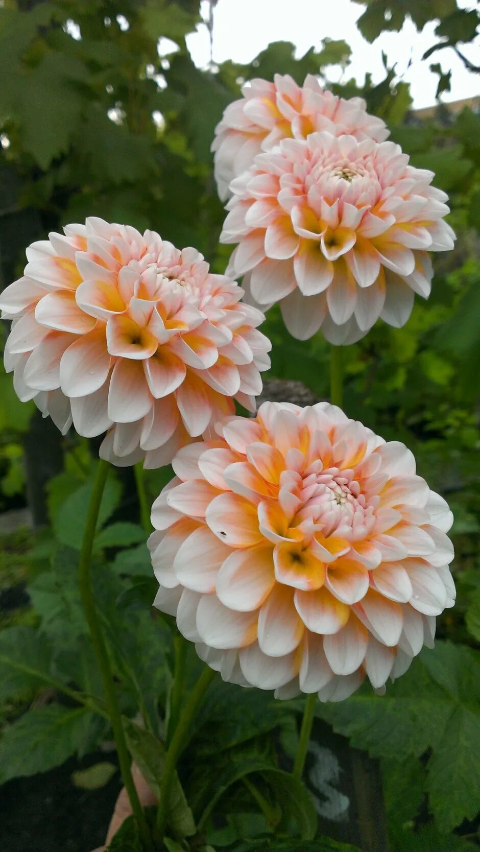 Decorative Double Blend Dahlia Top Sellers