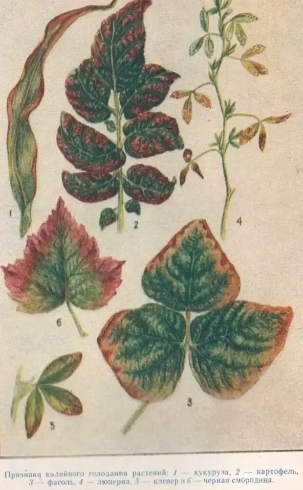Признаки недостатка калия у растений. Признаки голодания. Признаки голодания. Признаки голодания. Признаки недостатка калия у растений.