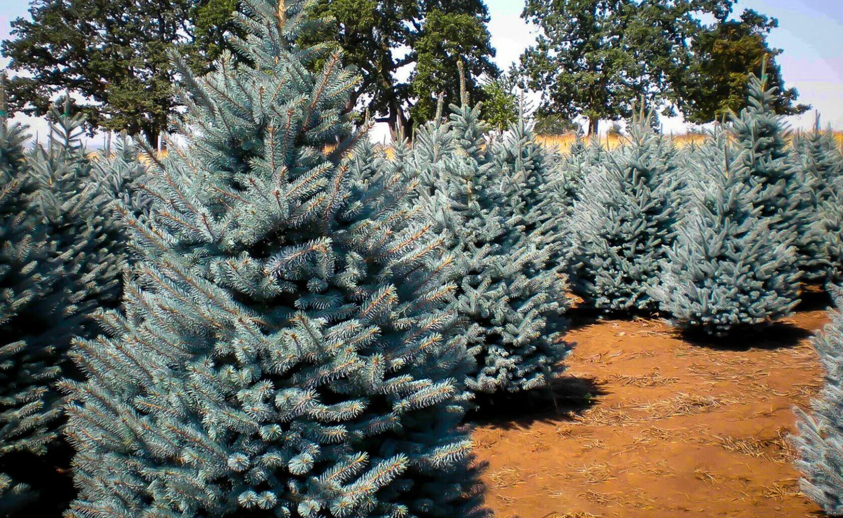 Ель блю айс. Ель колючая Picea pungens glauca. Ель колючая (Picea pungens glauca globosa). Ель голубая Блю Даймонд. Ель Мисти Блю.