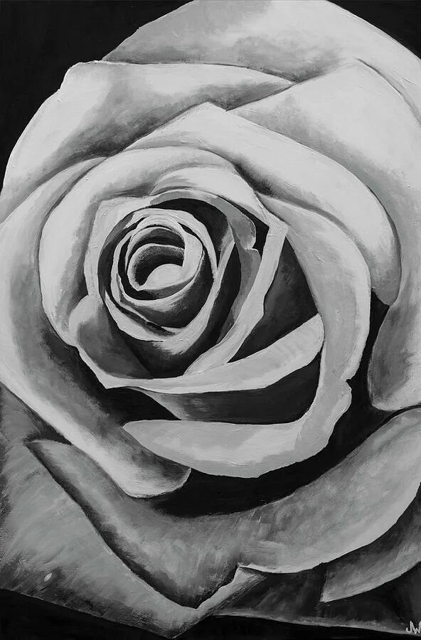 Картина розы чб. Grey-and-rosy el_se. Grey and rose. Фотообои цветы серые. Черная роза.