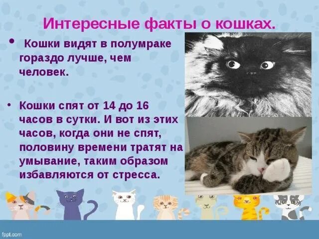 Жизнь кошечек