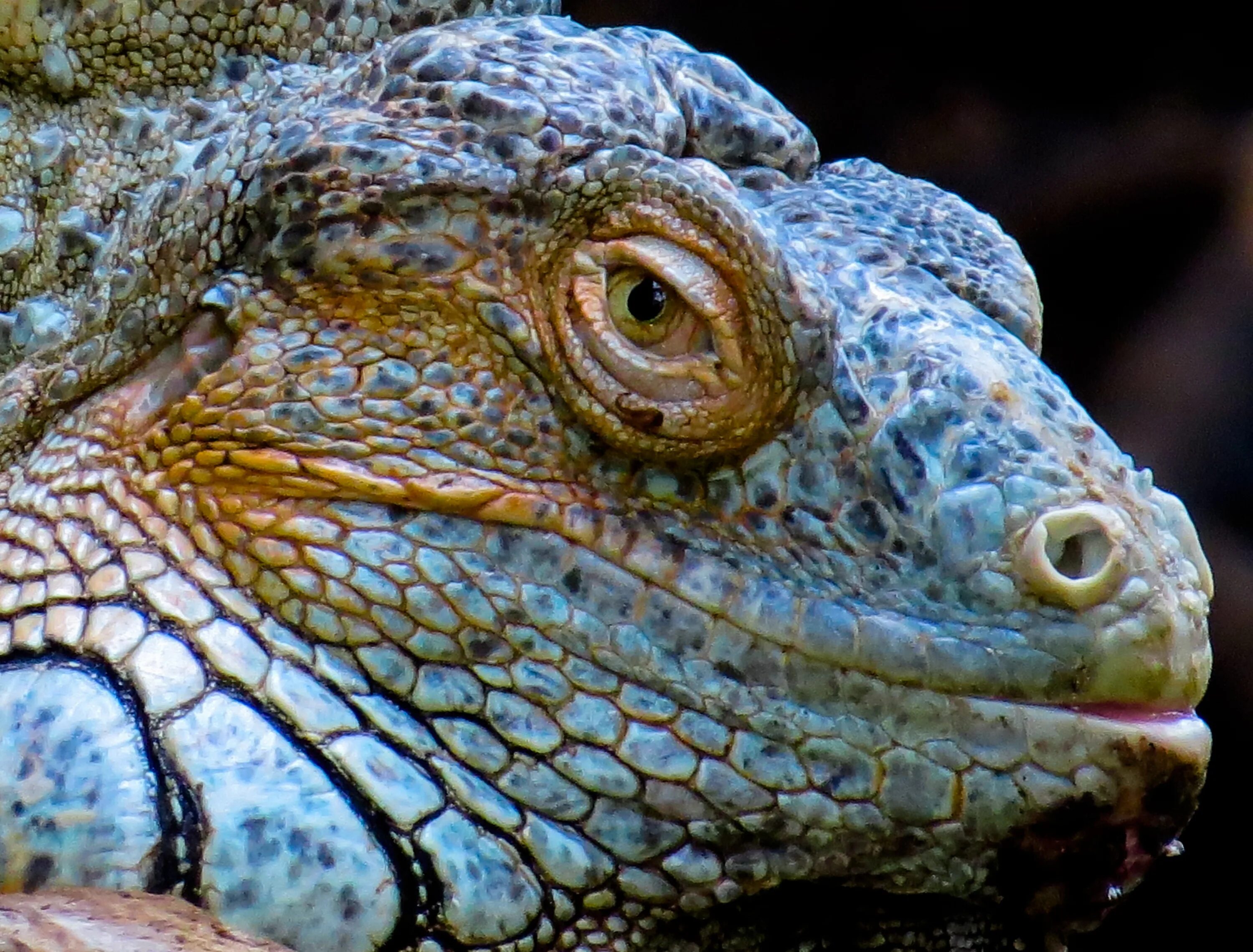Игуана глаза. Игуана Варан глаз. Крокодиловый Варан глаза. Глаза ящерицы игуаны. Глаз рептилии.