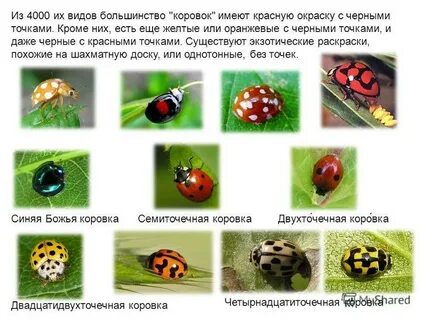 Божья коровка почему точки
