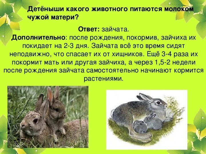 Детеныши каких животных питаются чужим молоком. Чем питаются детеныши зайца. Чем питаются детеныши зайца. Заяц беляк и русак. Чем питаются детеныши зайца.