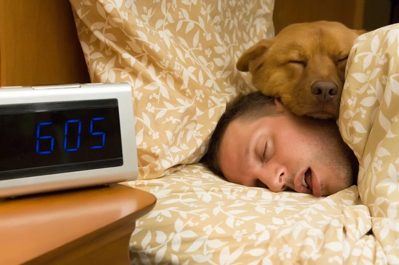 Собака на руках во сне. Спящий человек. Будильник собака. Собака проснулась.