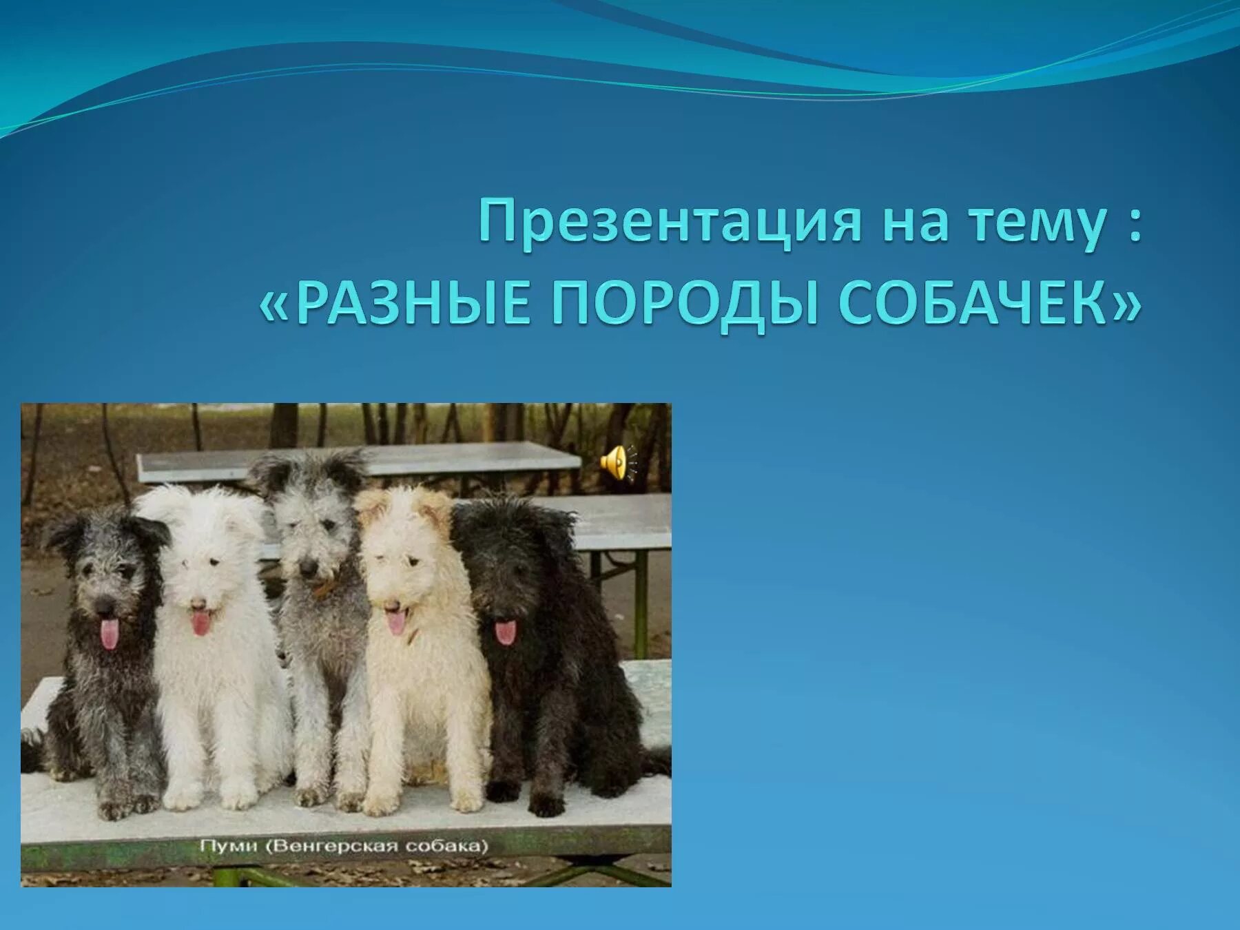 Песня мы разной породы. Породы собак презентация. Презентация на тему собаки. Собака для презентации. Презентация разные породы собак.