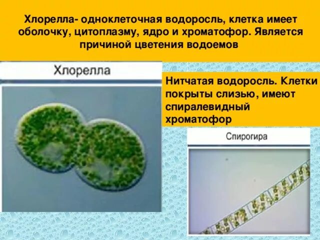 Хлорелла какая группа организмов