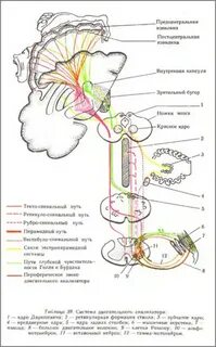 Проводящая система мозга