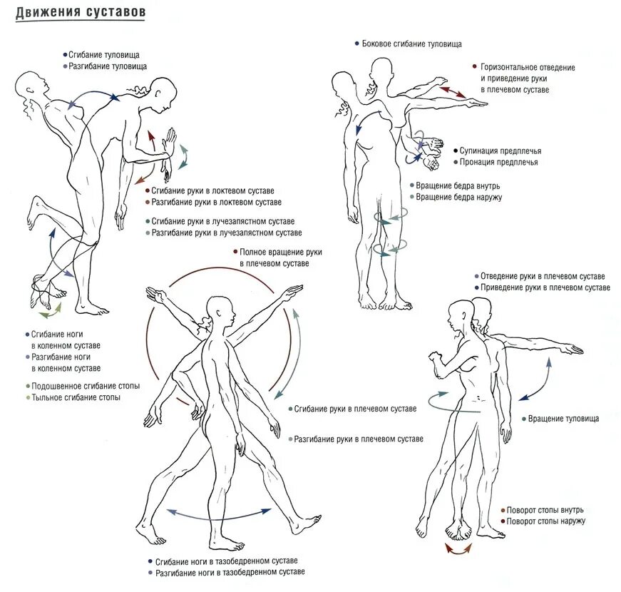 Названия движений человека. Биомеханика суставов оси движения. Биомеханика суставов названия движений. Биомеханика суставов схема. Движения в суставах отведение приведение.