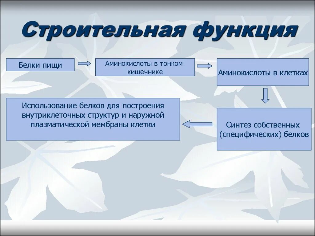 Белки питательной функции. Структурно строительная функция белков. Белки строительная функция. Функции белков строительная функция. Строительная функция.