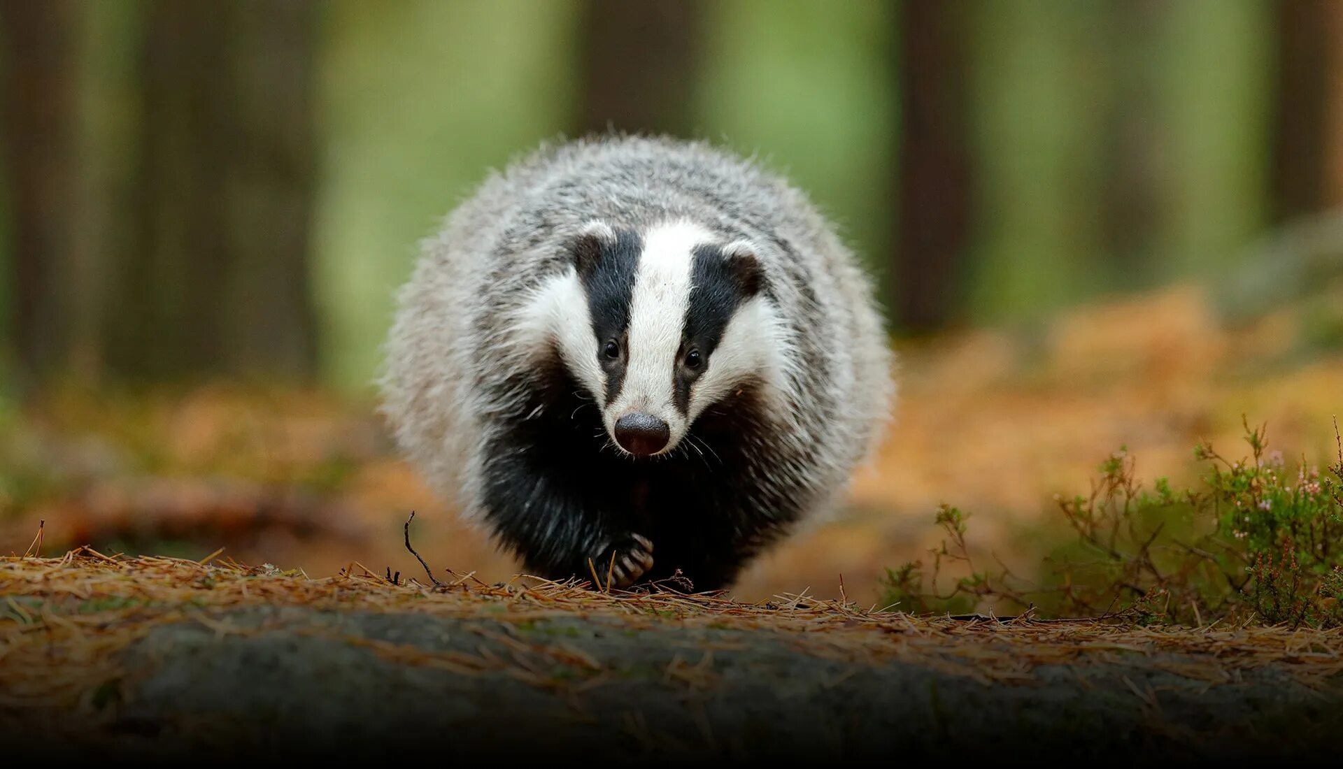 Песня барсук в лесу. Барсук в прыжке. Песня барсук в лесу. Барсук meles meles. Барсук сибирский.