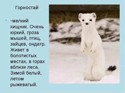 Ласка значение