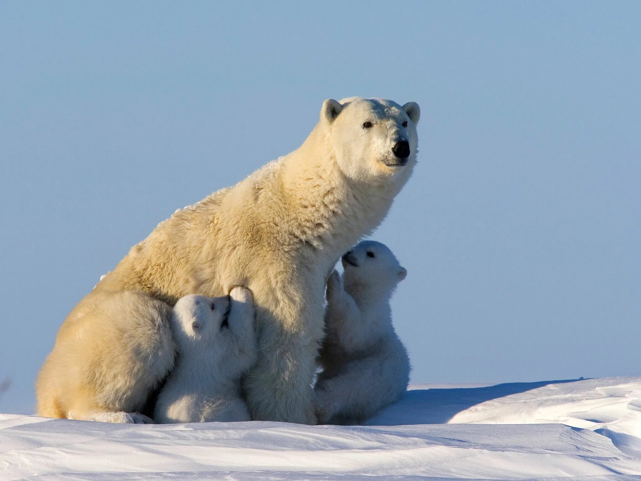 Арктика жизнь белого медведя. Дикая природа России National Geographic. Белый медведь в Заполярье. Белый медведь с медвежатами. Песец и белый медведь.