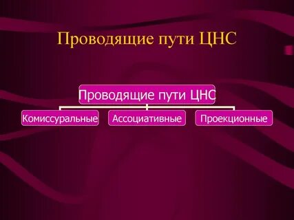 Центральная нервная система пути