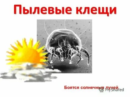 Анализ на пылевого клеща