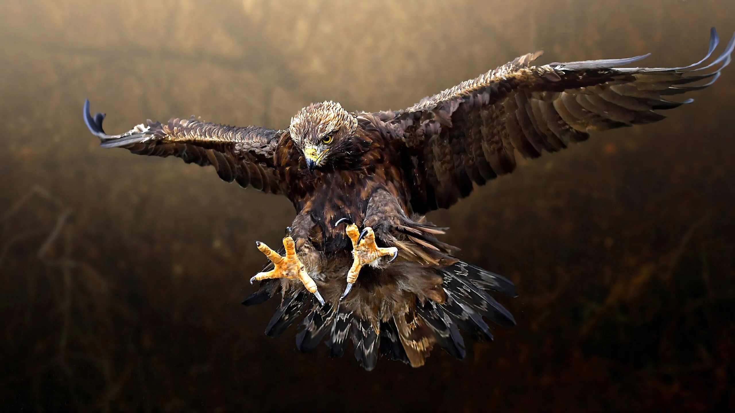 Разбор предложения над широкой степью хищный коршун вьётся. Над широкой степью хищный коршун вьется разбор. Орлан орел коршун. Орел беркут размах крыльев. Орлы соколы ястребы коршуны.