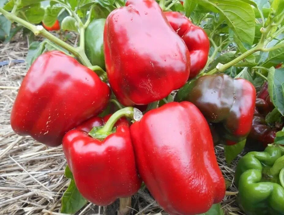 Гигант красный перец описание. Семена перец болгарский гигант. Гигант красный перец описание. Перец сорт гигант красный f1. Гигант красный перец описание.