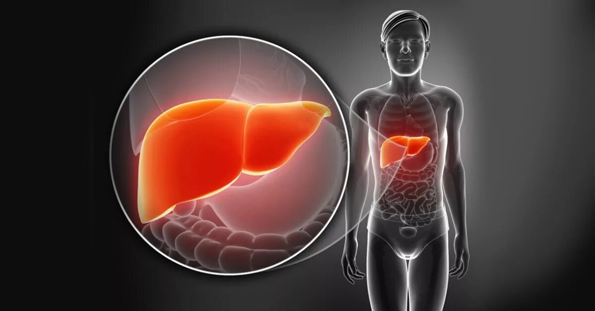 Прогревать печень. Печень медицина. печень человека фото в живую. печень и иммунитет.