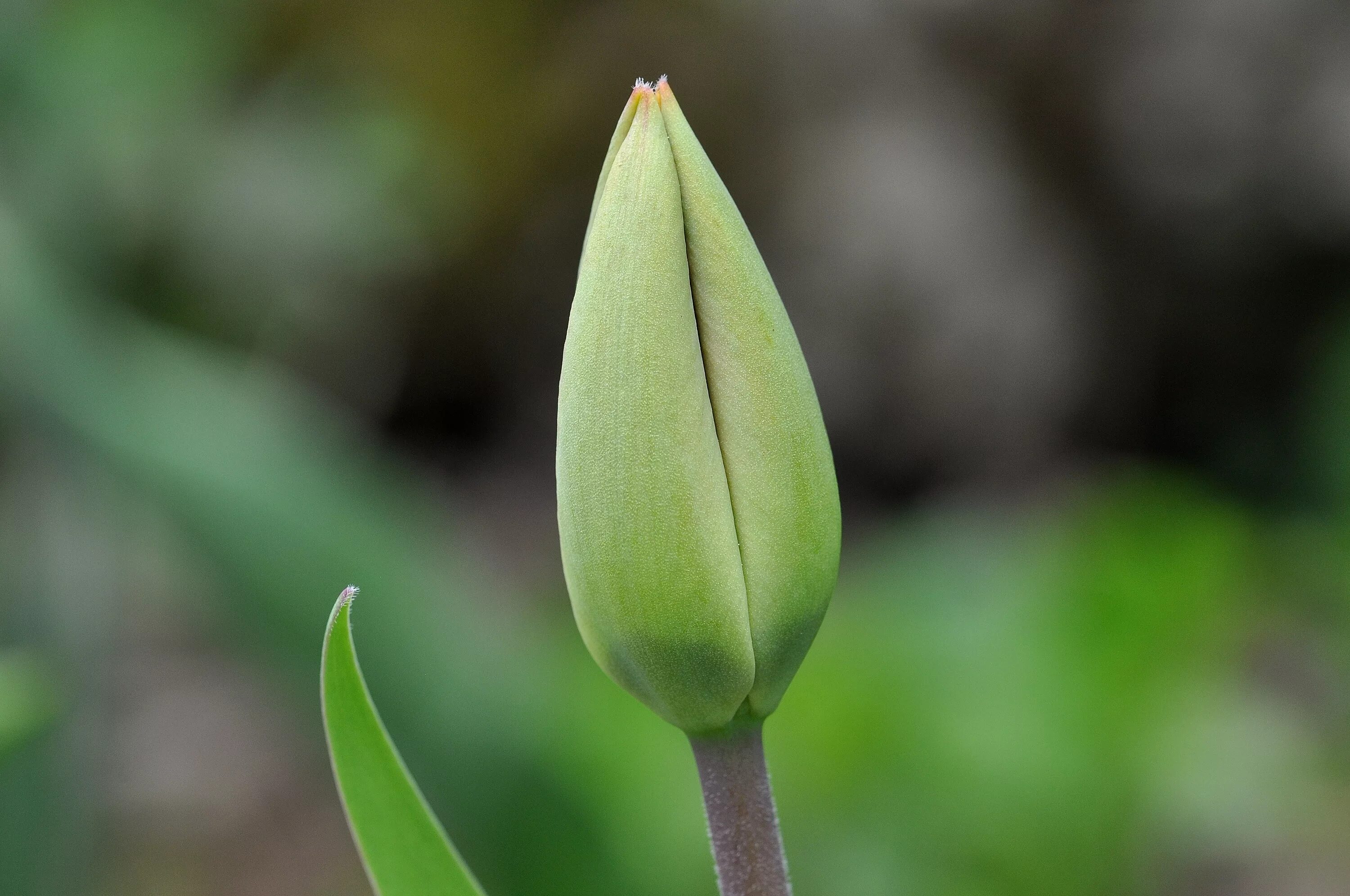 Тюльпан черешок. Tulipa kaufmanniana бутон. Лист растения тюльпан черешковый. Цветы запри