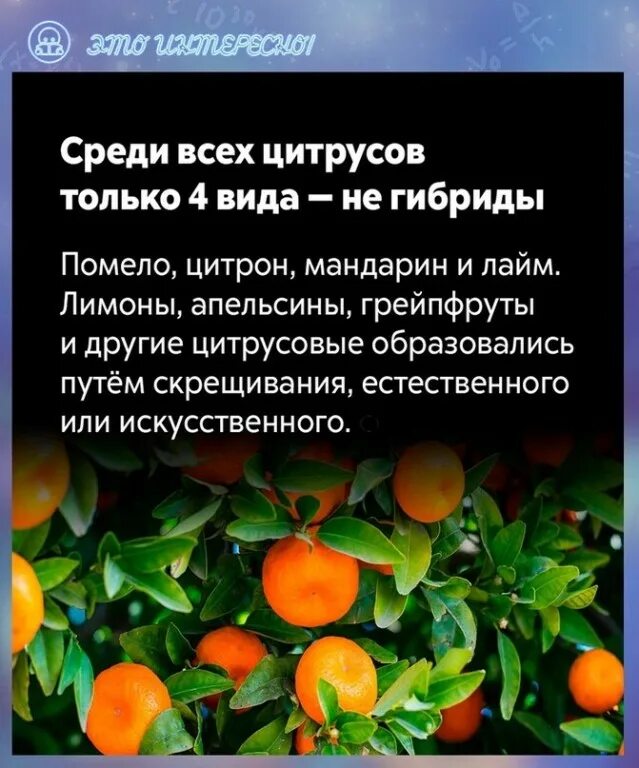 Гибрид грейпфрута и помело. Клементин лорентина. Померанец это гибрид. Апельсин 9тдолек. Апельсин (плод).