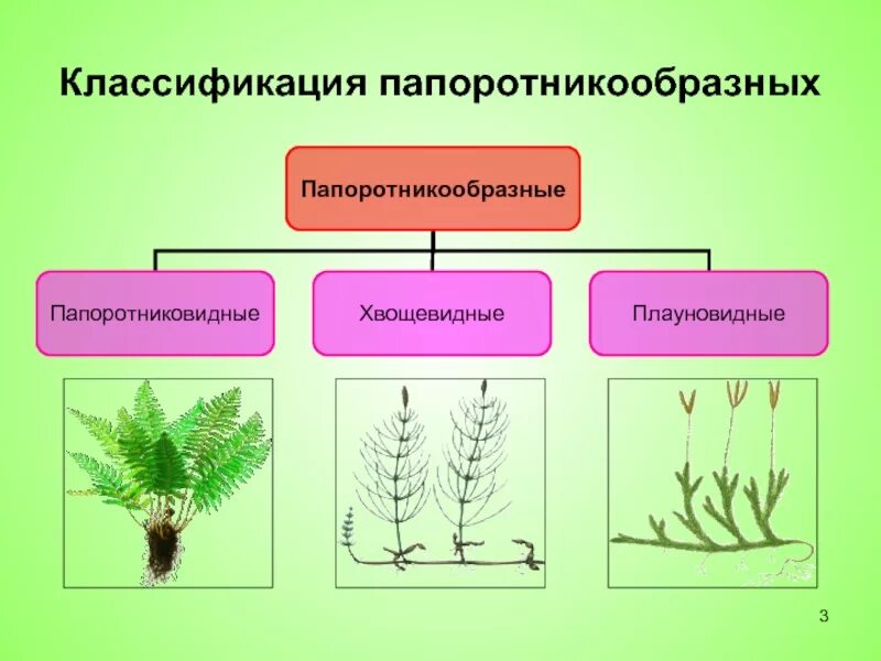 Зеленые водоросли папоротники голосеменные плауновидные. Отдел Папоротникообразные строение. Биология отдел Папоротниковидные. Папоротникообразные растения 7 класс. Отдел Папоротниковидные классы.