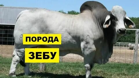 Видео порода