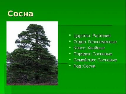 Сосна класс вид