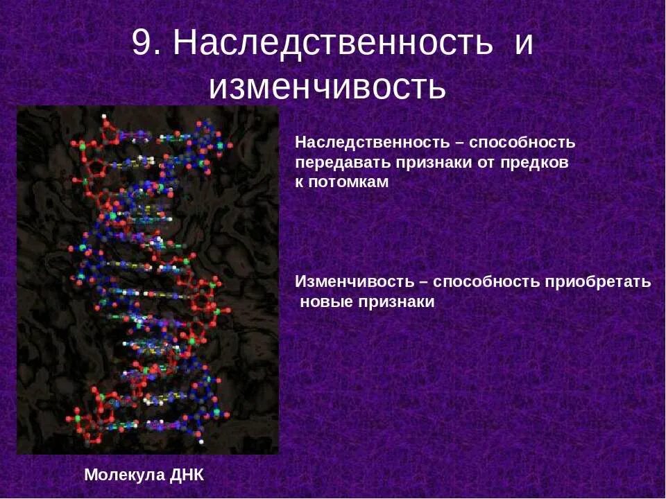 Днк наследственные признаки. Наследственность и изменчивость. Наследственность и изменчивость это в биологии. Наследственность и изменчивость биология 9 класс. Наследуемость изменчивость.