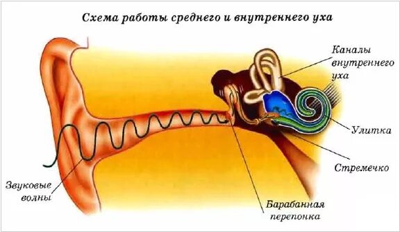 Колебания воздуха в ухе