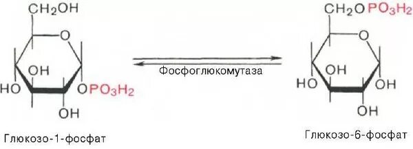 Глюкоза 1 фосфат в глюкозу 6 фосфат. Глюкозо 6 фосфат в глюкозо 1 фосфат. Глюкоза 1 фосфат формула. Превращение глюкозо-6-фосфата в глюкозо-1-фосфат. Глюкозо 1 фосфат уридилтрансфераза.