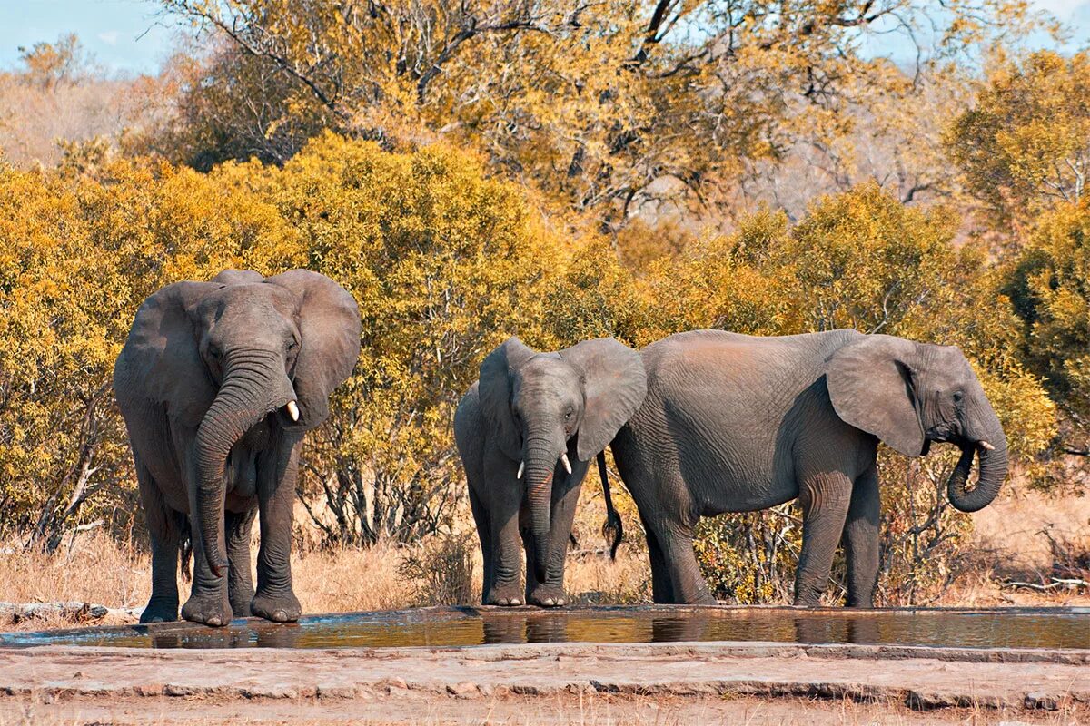 Африка обобщение. Крюгер парк ЮАР. Национальный парк Крюгер (Kruger National Park). Парк Крюгера в Африке. Парк Лимпопо ЮАР.