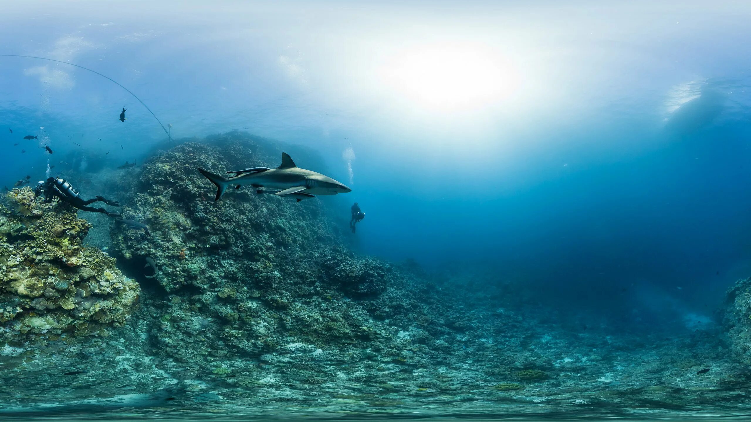 Морское дно. Подводный мир черного моря. Дно моря. Океаны. Глубина. Мир морских глубин