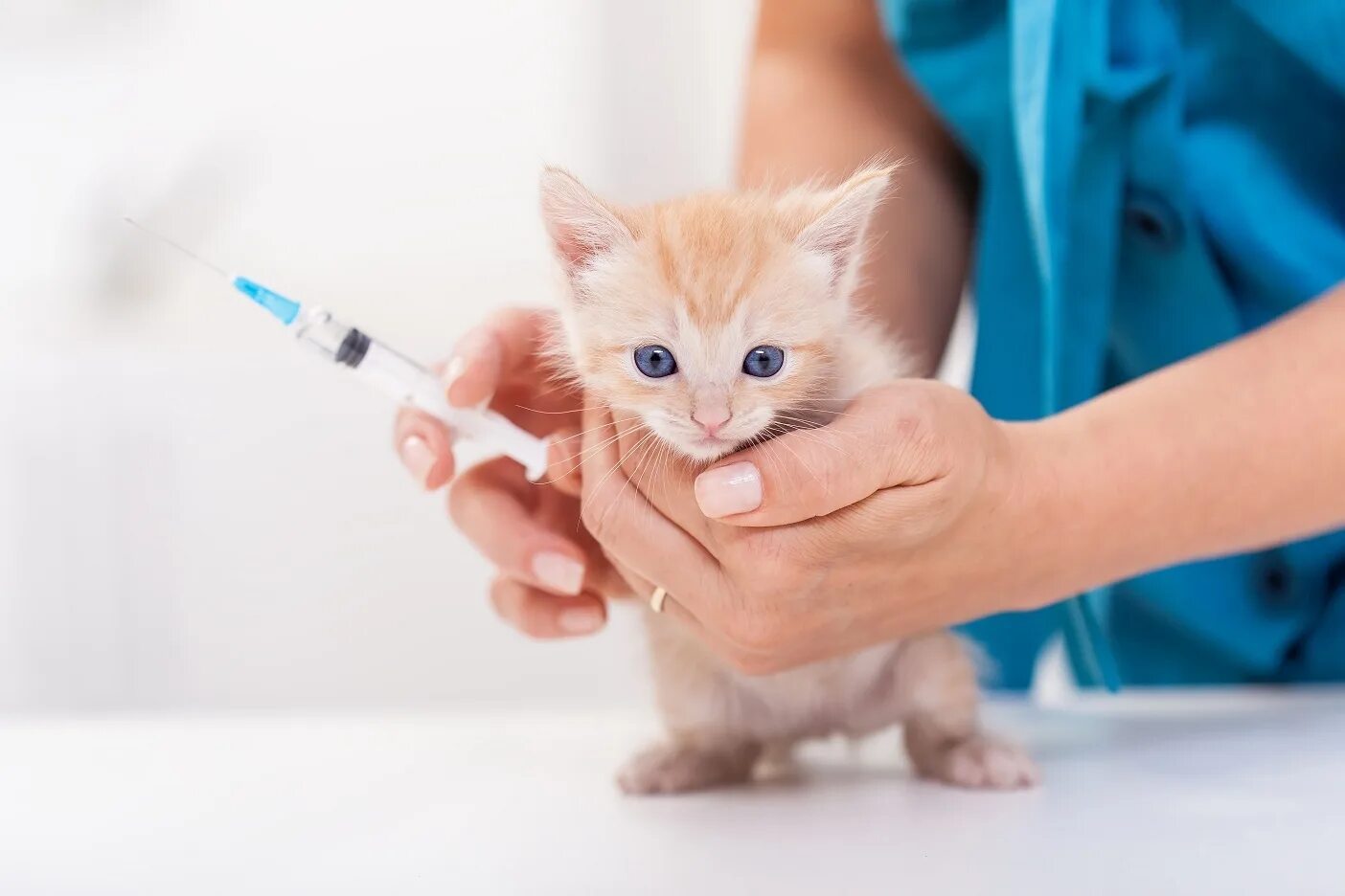 Шприц для кошек. Вакцинация кошек. Ревакцинация коту. Вакцинация кошек. Прививка коту.
