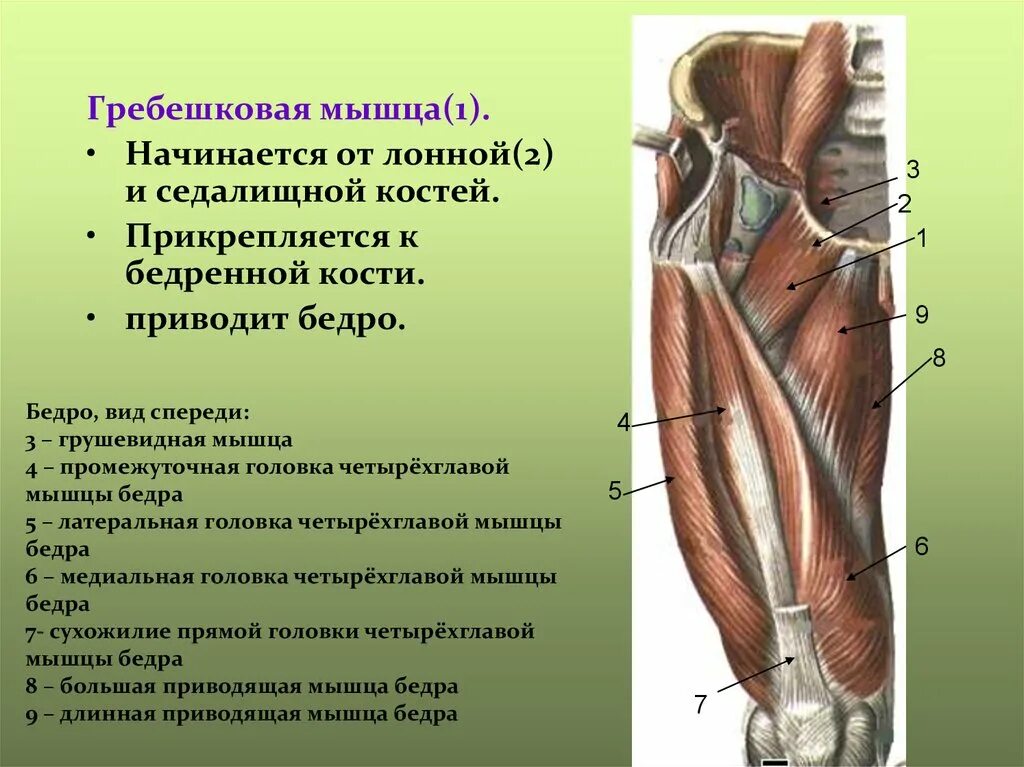 Мышцы бедренной кости. Бедро (анатомия). Бедренная фасция. Гребешковая мышца.